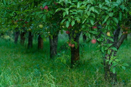 Apple trees heavy with red and green fruit in a lush, grassy orchard—captured on a quiet backroad in Sonoma County during the fall season.