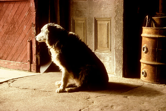 A dog sits quietly in the warm light of a barn doorway at Wilder Ranch in Santa Cruz during winter, framed by rustic wood and a weathered metal barrel.
