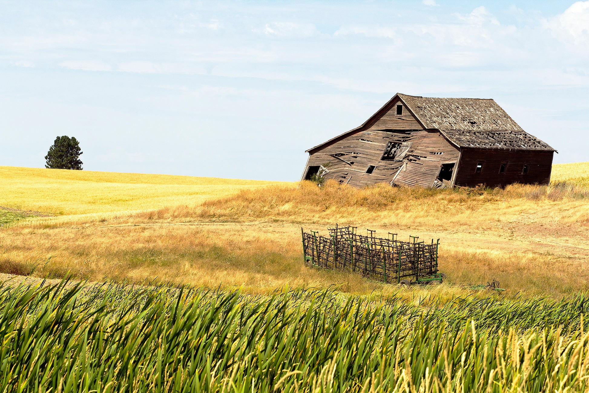 An old, weathered barn leans in a golden field under a summer sky in the Palouse region of eastern Washington, with wind-swept grass in the foreground.