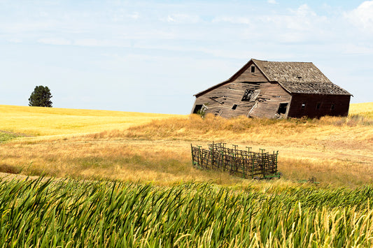 An old, weathered barn leans in a golden field under a summer sky in the Palouse region of eastern Washington, with wind-swept grass in the foreground.