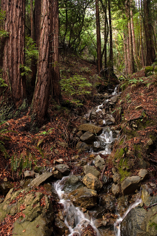 A small winter waterfall cascades over mossy rocks beneath towering redwoods along the Bolinas-Fairfax Road, surrounded by ferns and forest floor foliage.