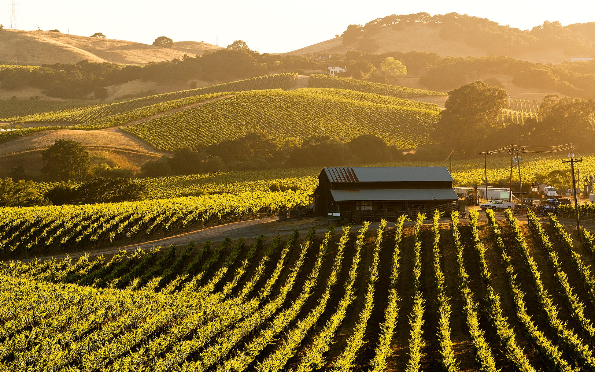 Golden summer light bathes vineyard rows and a rustic barn in the Carneros region, with rolling hills and patchwork vines stretching into the distance.