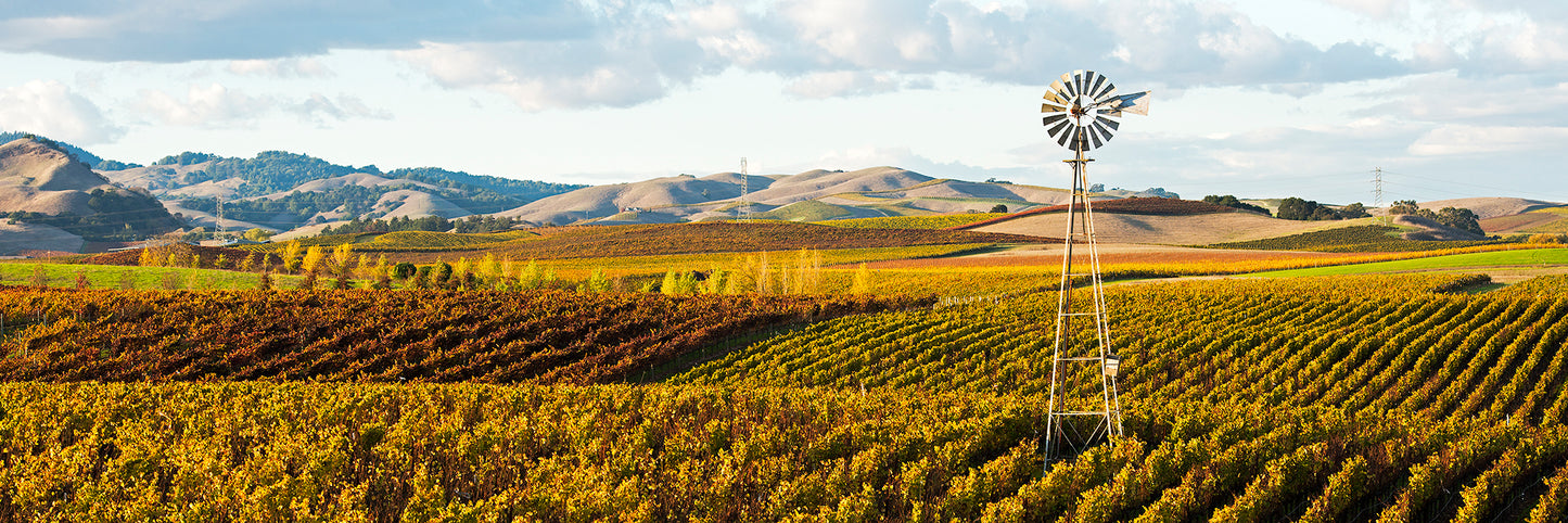 A classic windmill rises above colorful fall vineyards in the Carneros region, with rolling hills and scattered clouds completing the autumn wine country scene.