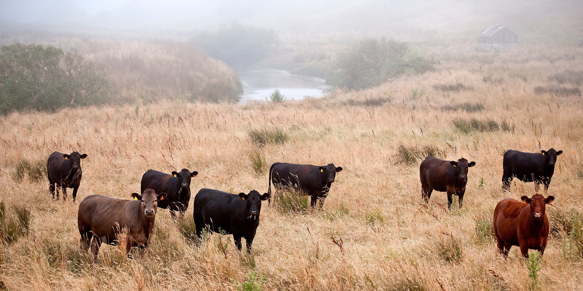 A group of cows stands in tall summer grass near a winding creek on a foggy afternoon in remote West Marin County, with a rustic barn faintly visible in the background.