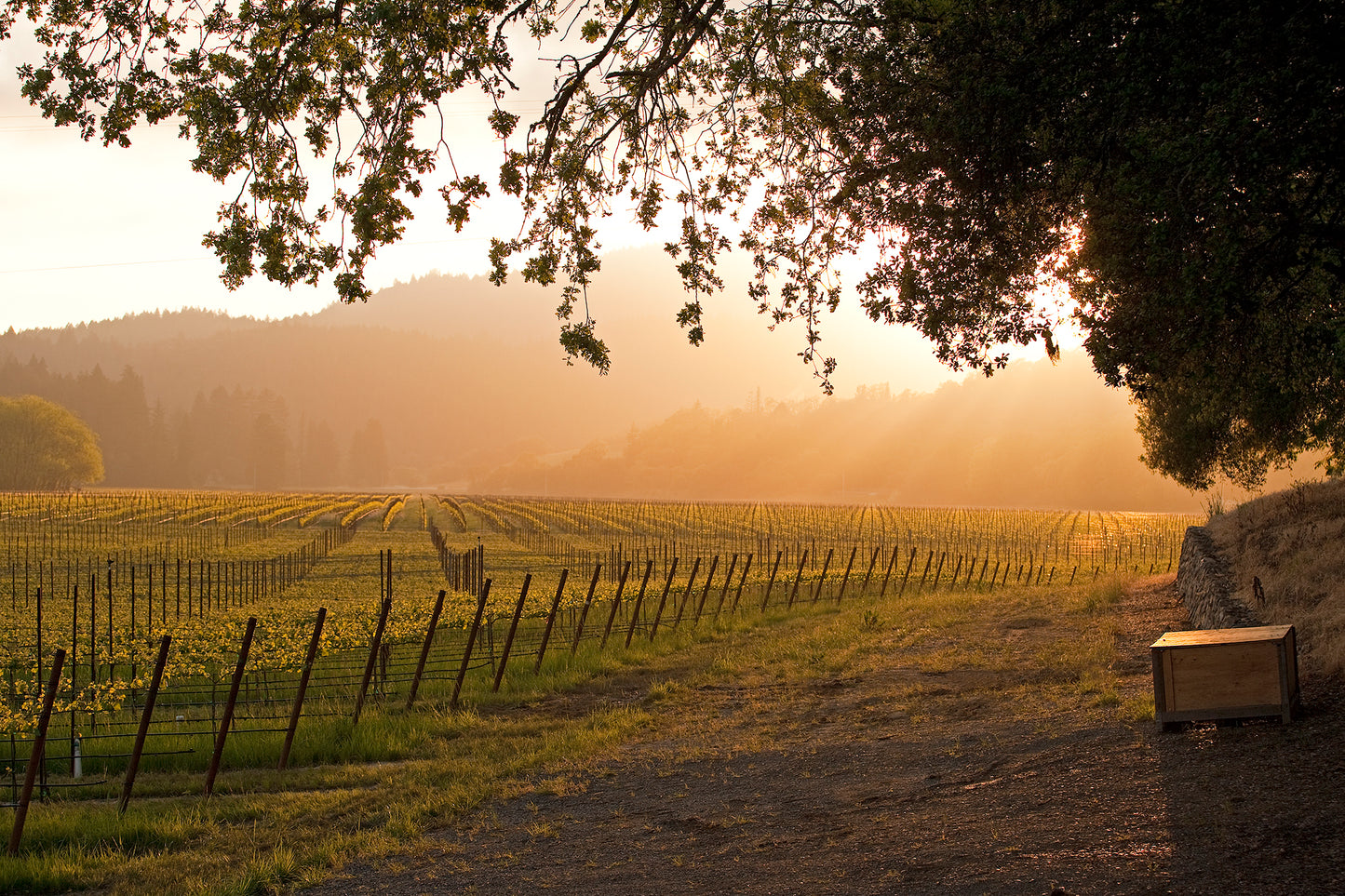 Golden sunlight streams through oak branches over a vineyard in the Russian River Valley on a spring afternoon, casting long shadows across a peaceful dirt path.