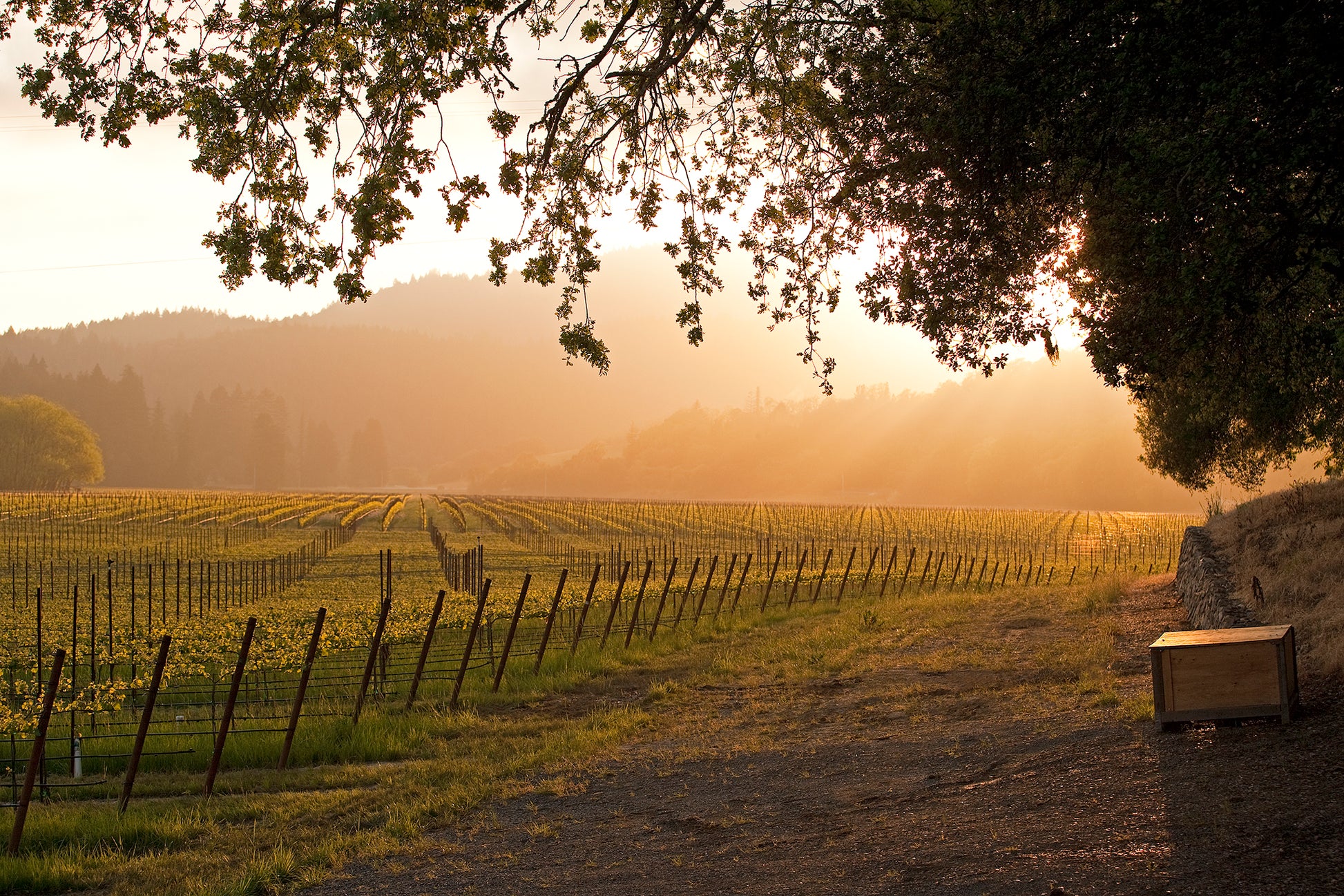 Golden sunlight streams through oak branches over a vineyard in the Russian River Valley on a spring afternoon, casting long shadows across a peaceful dirt path.