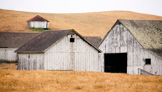 Weathered white barns sit beneath golden hills near Valley Ford on the Sonoma-Marin border, captured in early summer with soft, overcast light.