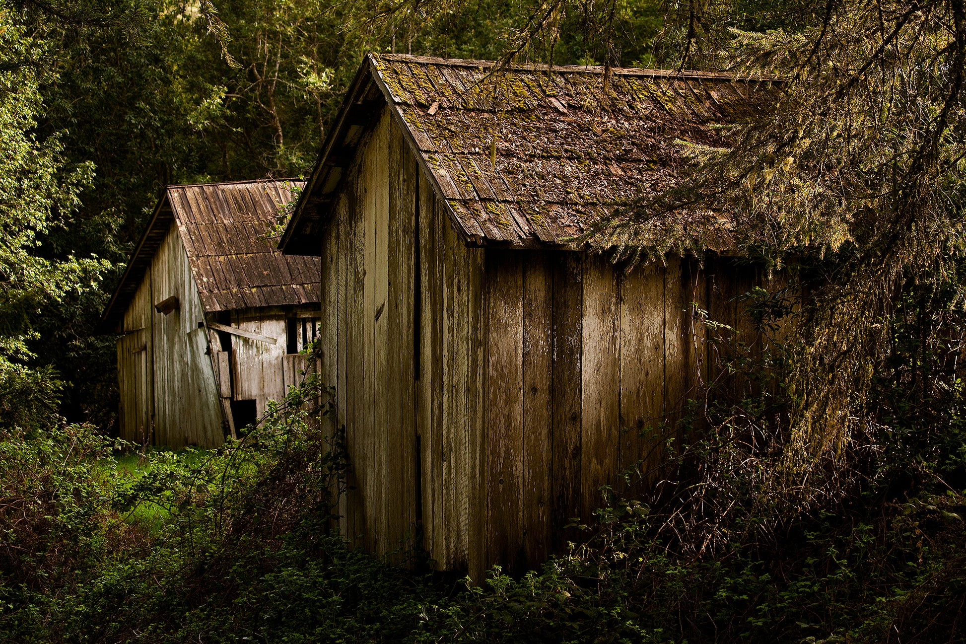 Two weathered wooden sheds nestled in overgrown greenery on a quiet Sonoma County backroad—captured years ago before they vanished from the landscape.
