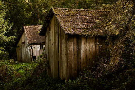 Two weathered wooden sheds nestled in overgrown greenery on a quiet Sonoma County backroad—captured years ago before they vanished from the landscape.