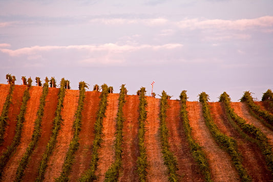 Sunset casts warm light across vineyard rows on a hillside in Sonoma’s Carneros region during fall, with a red-and-white sign marking the ridgeline.