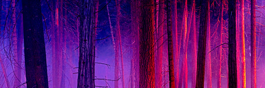 The Color of Firelight