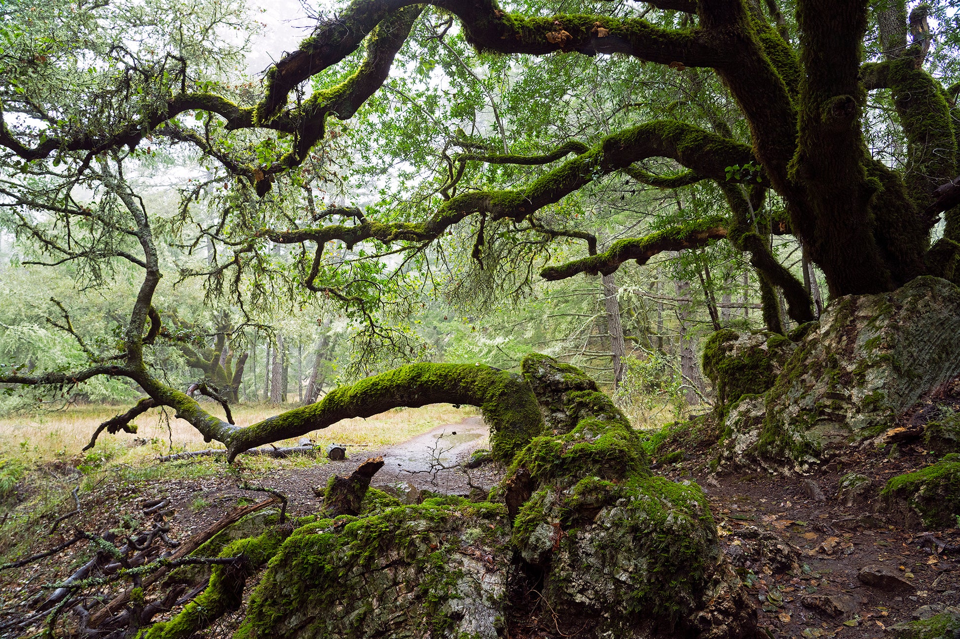 Moss-covered oak branches arch over a misty forest path near the summit of Mt. Tamalpais during a winter storm.