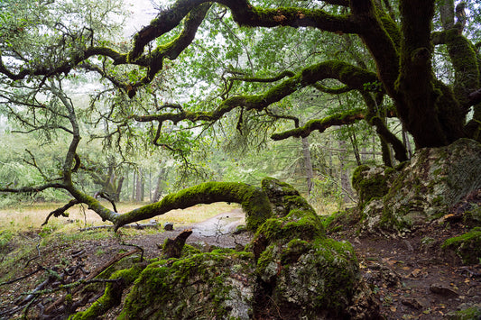 Moss-covered oak branches arch over a misty forest path near the summit of Mt. Tamalpais during a winter storm.