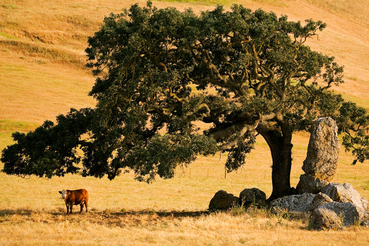 Lone cow stands in the shade of a large tree beside boulders, surrounded by golden summer fields just outside of Petaluma. Warm light highlights the scene.