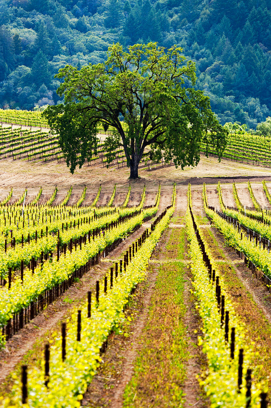 Vibrant green vineyard rows stretch toward a solitary oak tree in the Russian River Valley, framed by forested hills on a clear spring day.