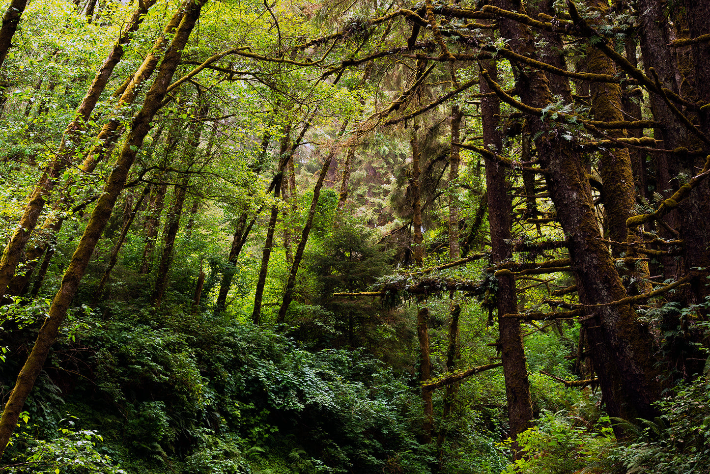 Humboldt County in Summer - 5 Days