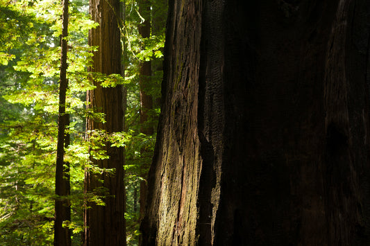 Humboldt County in Summer