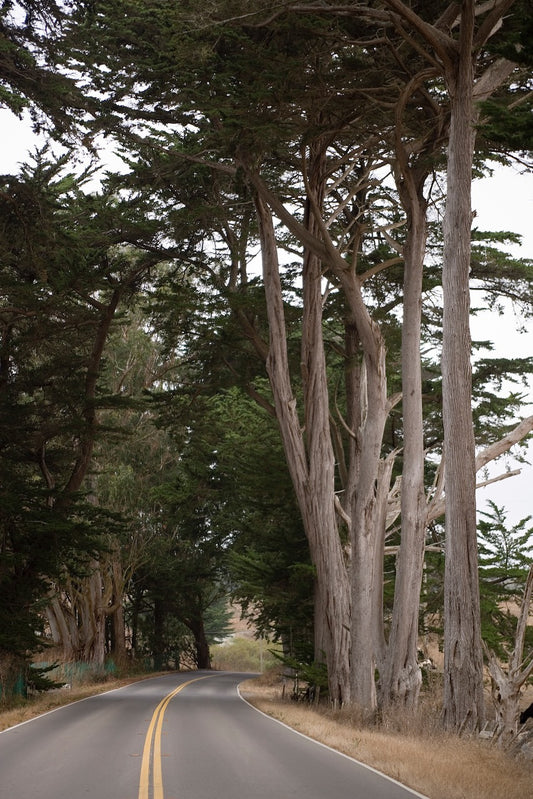 Winding stretch of Highway One lined with tall cypress trees on a quiet fall day along the eastern side of Tomales Bay.