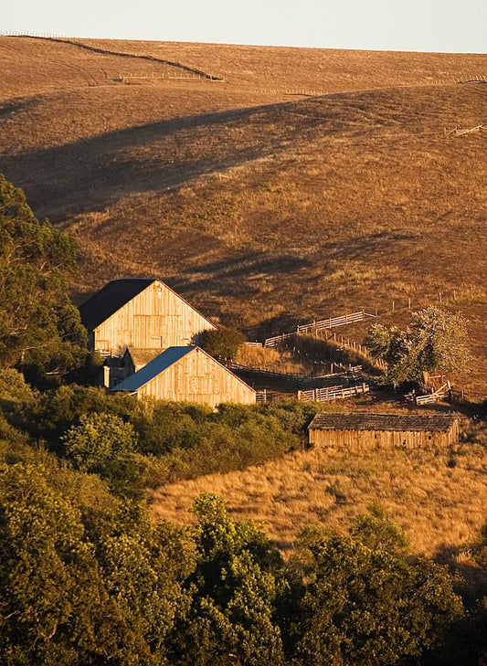 Sunlit hillside barns surrounded by golden grass and weathered fences on a fall afternoon along Bodega Road west of Sebastopol.