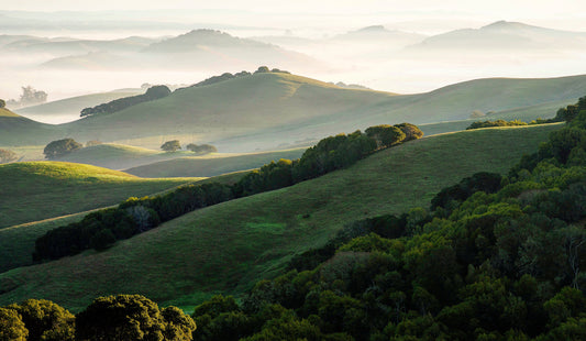Rolling green hills and oak groves bathed in soft winter light on a misty morning, looking southeast from Wilson Hill near Petaluma.