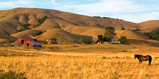 A lone black horse stands in a golden summer field near a cluster of classic red barns at Dolcini Ranch, set against rolling dry hills west of Petaluma, California.