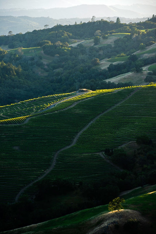 A lone tree illuminated by late afternoon light stands on a sunlit rise above a green vineyard in a hidden valley near Alexander Valley in spring, with forested hills and layered ridgelines in the distance.