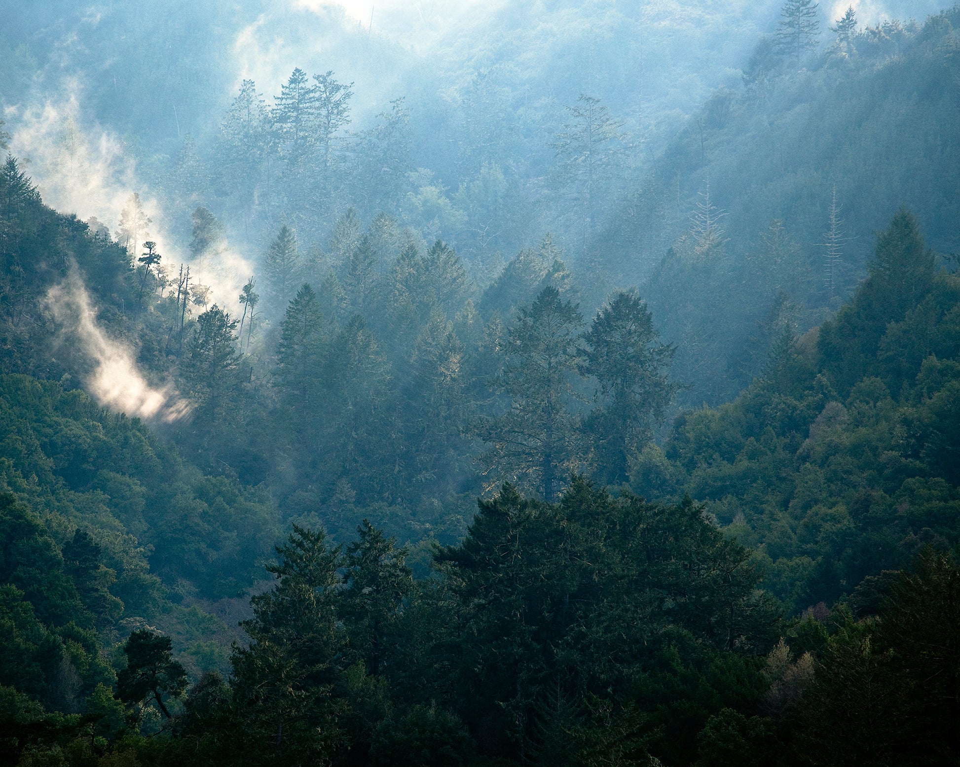 Soft afternoon light filters through mist and towering conifers on Inverness Ridge, photographed in winter from across Tomales Bay with a 400mm lens, revealing layered textures and tranquil forest depth.