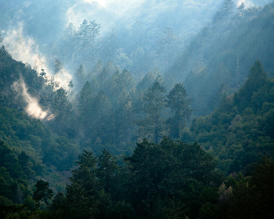 Soft afternoon light filters through mist and towering conifers on Inverness Ridge, photographed in winter from across Tomales Bay with a 400mm lens, revealing layered textures and tranquil forest depth.
