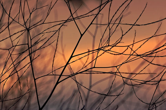 Delicate, leafless branches weave across a warm winter sunset sky at Shollenberger Park, captured near dusk in late winter.