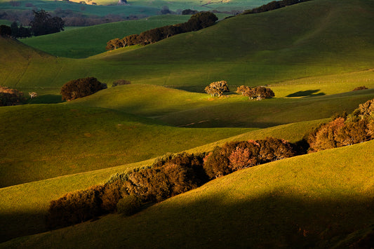 Rolling green hills bathed in golden spring light and deep shadows near Petaluma, viewed from Wilson Hill on a late afternoon, with scattered trees adding texture and depth to the landscape.