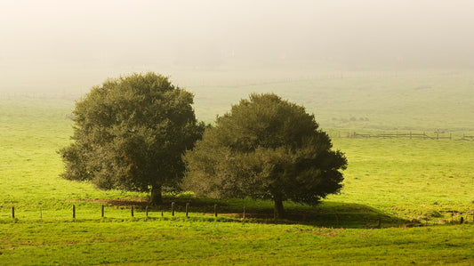 Two oak trees stand side by side in a sunlit green pasture on a foggy winter morning north of Petaluma, their dark silhouettes contrasting gently against the soft, misty background.