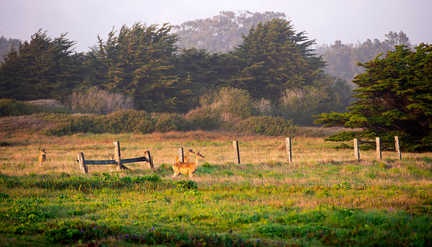 Mendocino in Spring