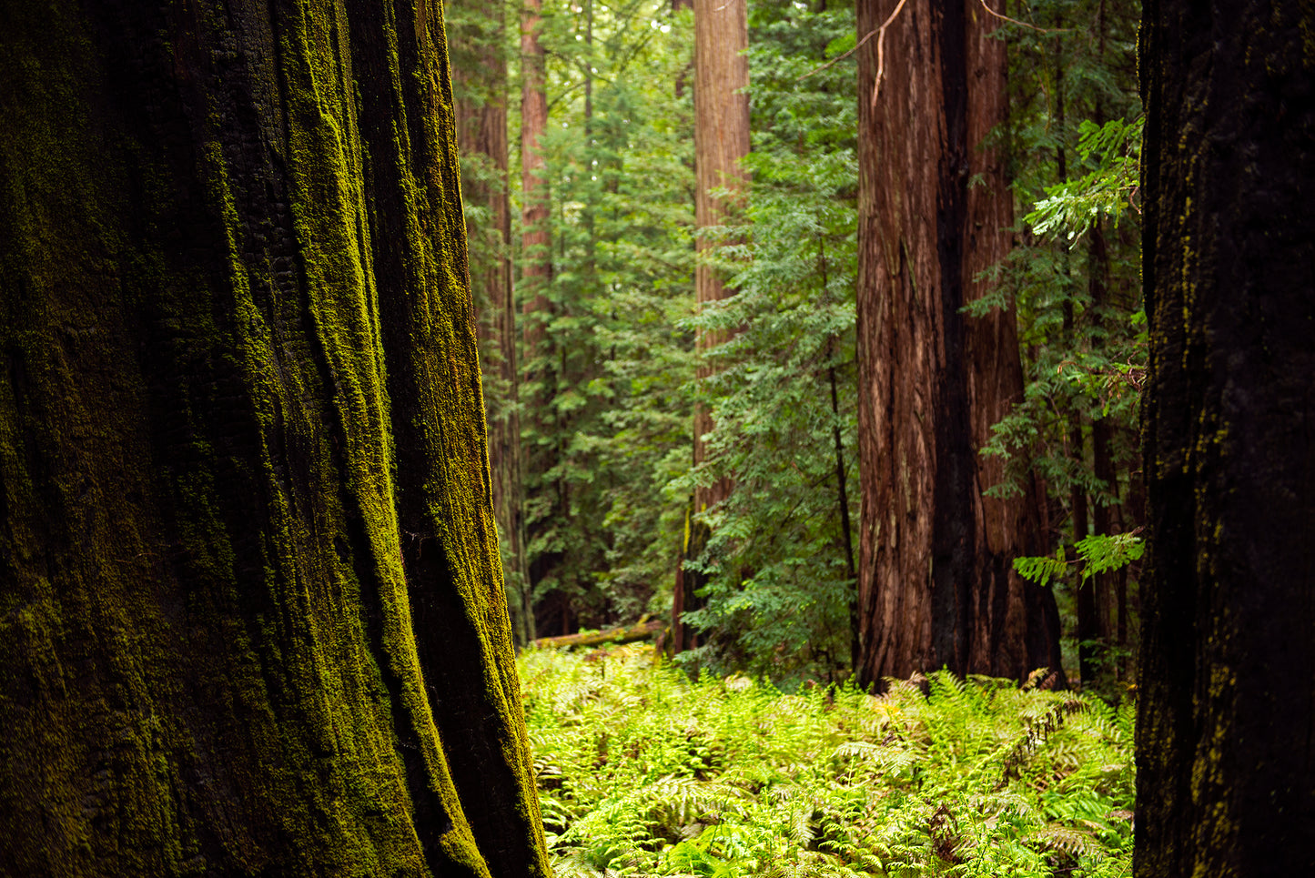 Mendocino in Spring