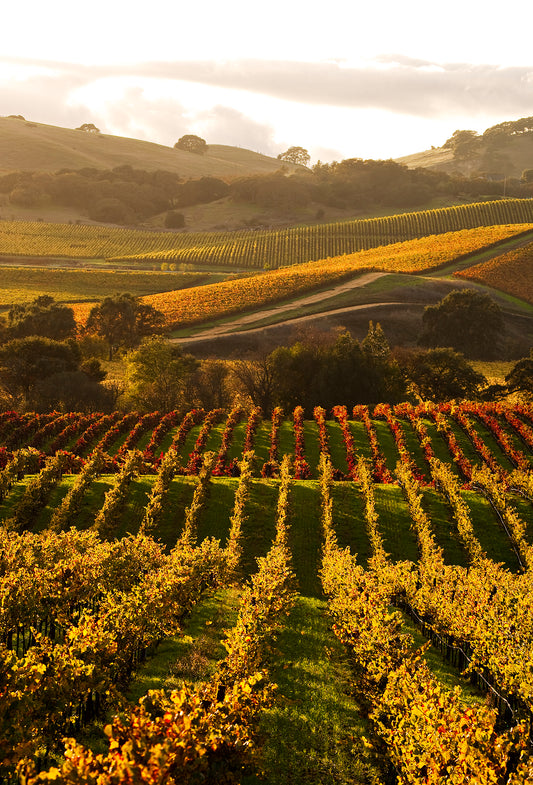 Rows of grapevines in vivid fall colors—gold, red, and green—sweep across rolling hills in the Carneros Region near the Napa-Sonoma border, glowing in the warm afternoon light.