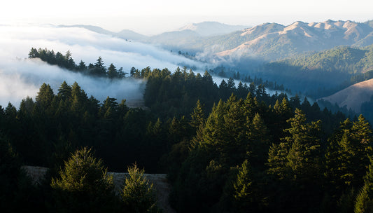 Mt Tamalpais in Fall