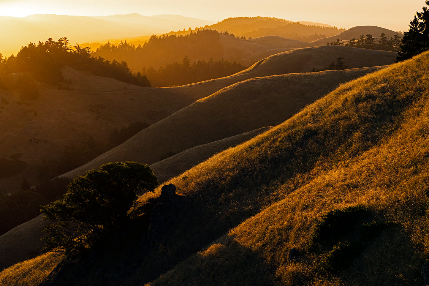 Mt Tamalpais in Late Spring