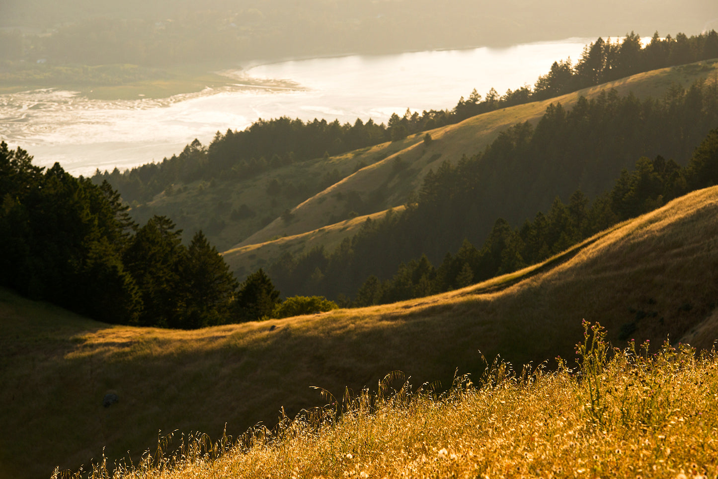Mt Tamalpais in Late Spring