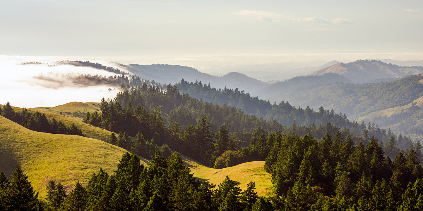Mt Tamalpais in Late Spring