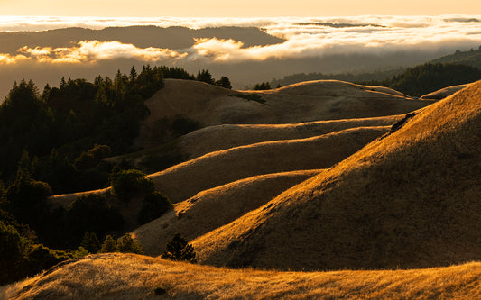 Mt Tamalpais in Summer