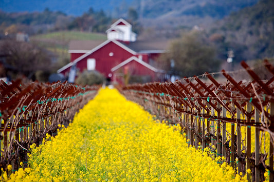 A vibrant row of yellow mustard flowers blooms between dormant grapevines on a winter afternoon in Napa Valley, with a classic red barn softly blurred in the background.