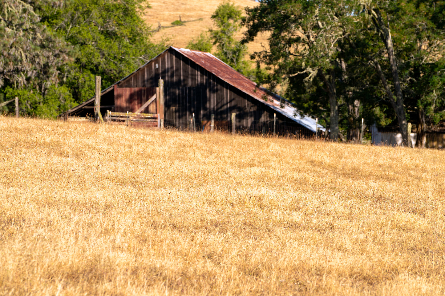 Northwest Sonoma County in Summer