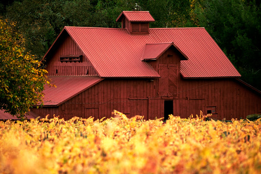 A striking red barn framed by golden fall vineyard foliage on a cloudy afternoon in Napa Valley, captured with a 400mm lens. This historic barn, once sold as a limited edition Pottery Barn print, was later lost in the Tubbs Fire.