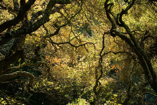 Twisting branches and fresh spring leaves form a dense oak canopy in Helen Putnam Park, dappled with sunlight filtering through the trees.