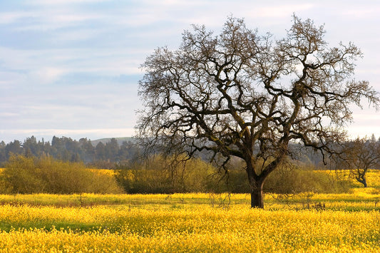 Leafless oak tree stands in a vibrant field of blooming yellow mustard flowers under a soft spring sky in the Santa Rosa Laguna.