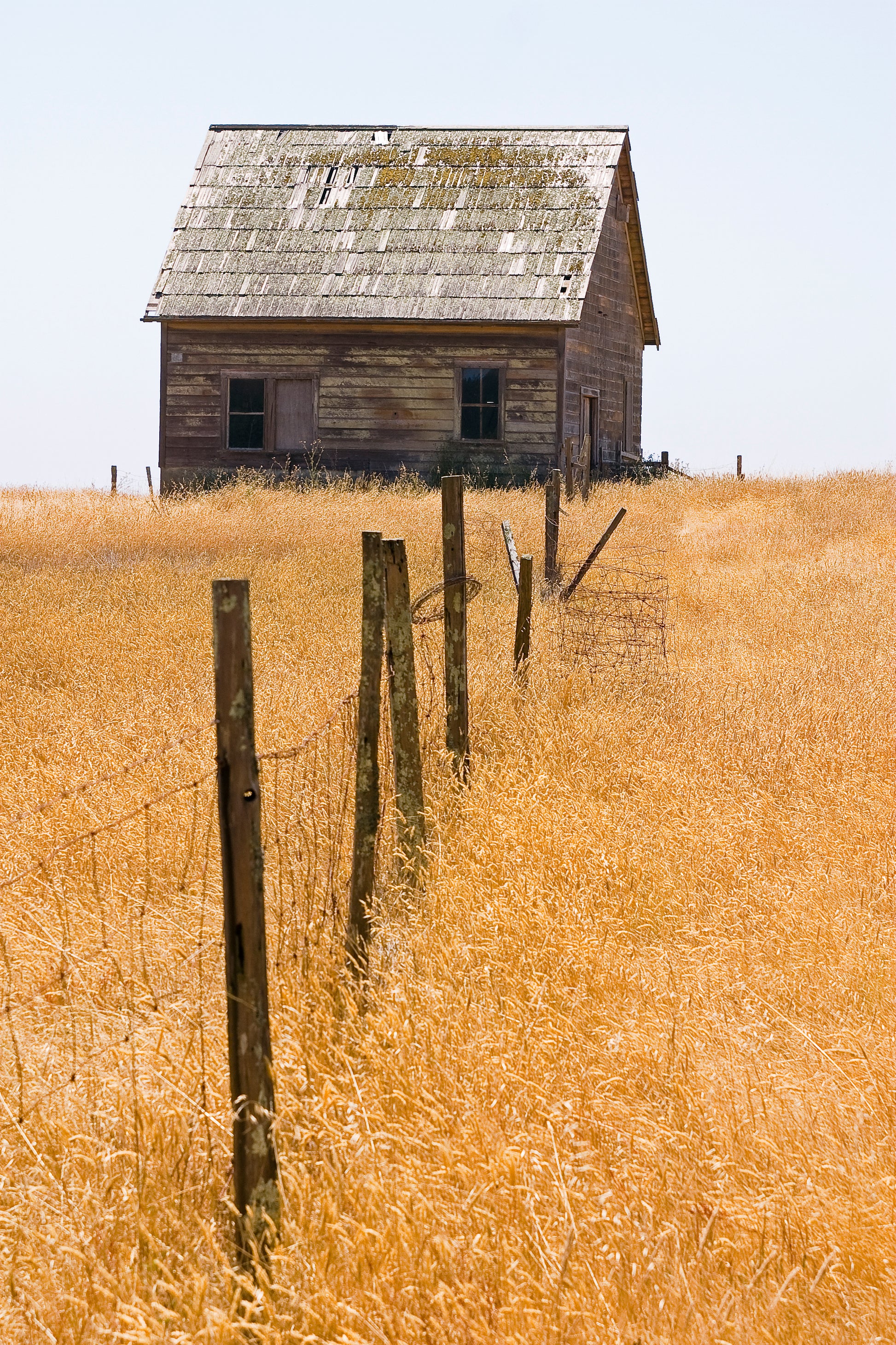 Weathered wooden farm building with a mossy shingle roof stands in a sunlit field of golden summer grass near Mendocino, with a leaning fence leading toward the house; image evokes the quiet realism of Andrew Wyeth.