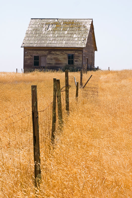 Weathered wooden farm building with a mossy shingle roof stands in a sunlit field of golden summer grass near Mendocino, with a leaning fence leading toward the house; image evokes the quiet realism of Andrew Wyeth.