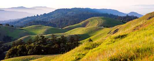 Rolling green hills and wildflowers bask in soft spring light on a clear afternoon atop Mt. Tamalpais, with layered ridgelines and distant misty mountains stretching toward the horizon.