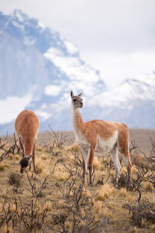 Two guanacos grazing and standing alert in the windswept grasslands of Patagonia, with snow-covered mountains rising in the misty background on a crisp fall day.