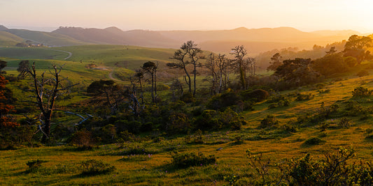 Rolling green hills and weathered trees glow in the golden light of a spring sunset in Point Reyes, capturing the peaceful essence of a pastoral California landscape.
