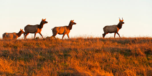 Point Reyes & West Marin County in Fall